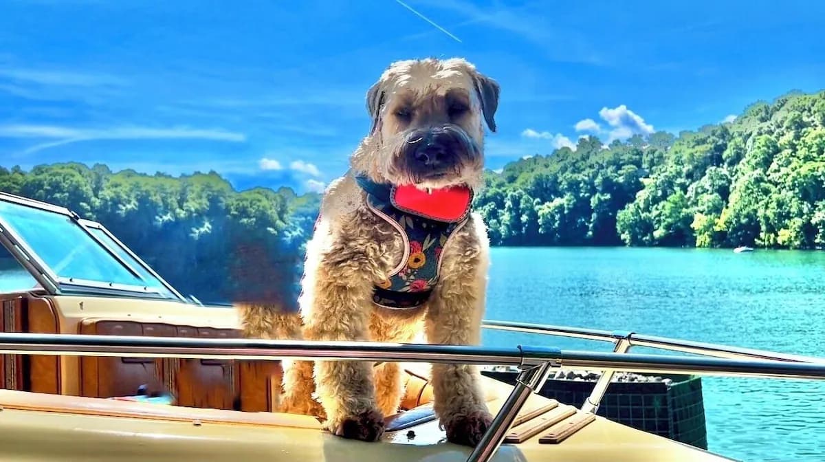Dog enjoying a boat ride on Lake Cumberland